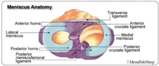 The anatomy of the meniscus: Knee.