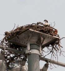 Ospreys are part of the atmosphere