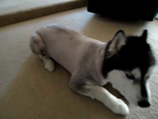 Along with like-minded members of Oregon Club Seattle, we gang-shaved a Husky